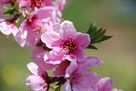 桃の花