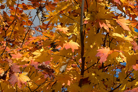 ご近所の木の紅葉