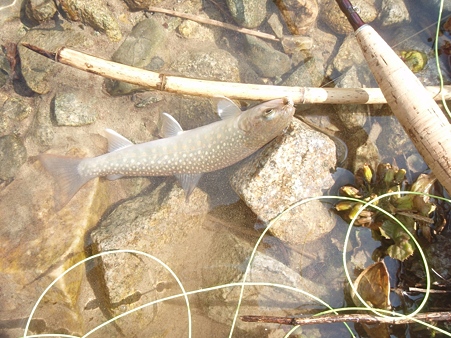 きれいな岩魚