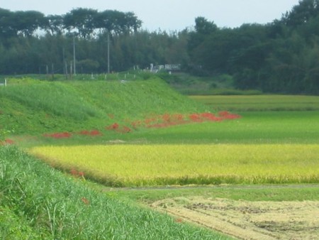 彼岸花の咲く土手IMG_9377