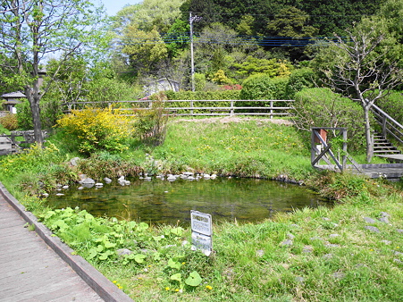 090419 鶴見川源流の泉02