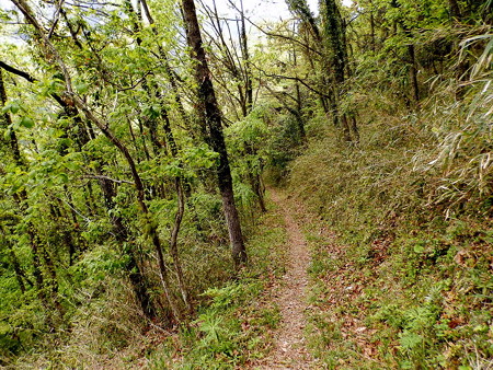 P4263688e
