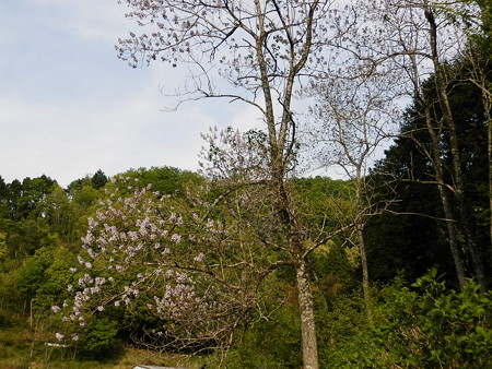 P4263759