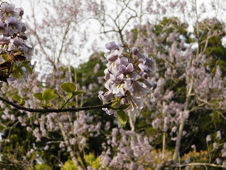 P4263767