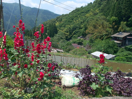 P6130167e