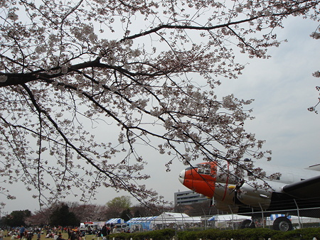桜を観る会 まだ五分咲きでした。