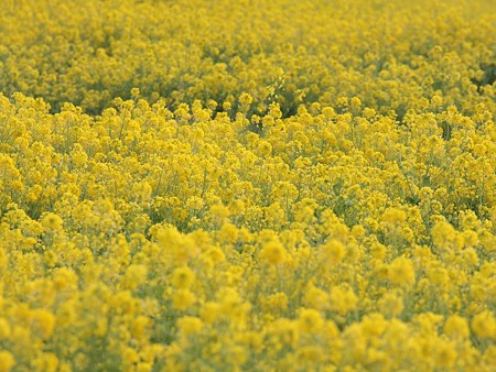 菜の花畑
