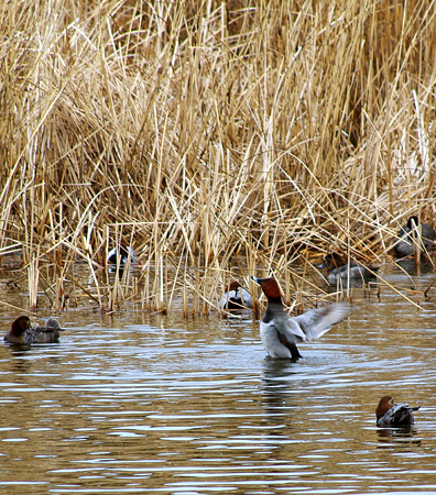 20090228 雛と葛西臨海公園 030
