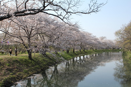 福岡堰の桜並木