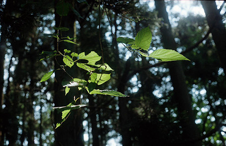 Image0063（KONICA AUTOREX P）