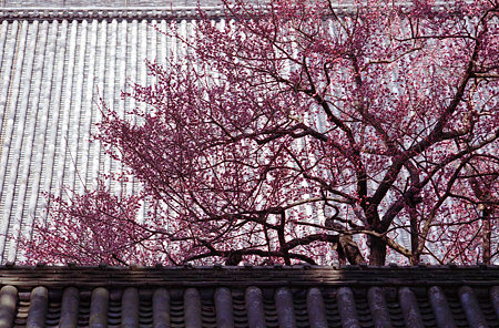 Image0496(Canon AE-1)