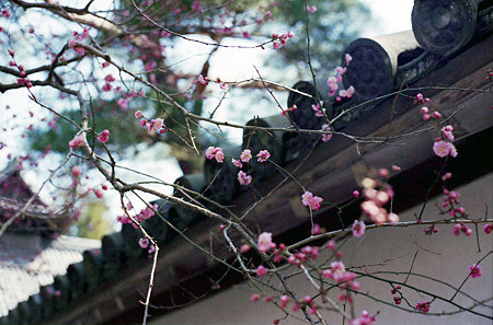 Image0485(Canon AE-1)