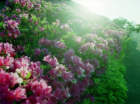 Image0110（PENTAX 645）
