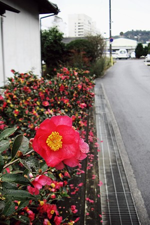 CIMG0497a