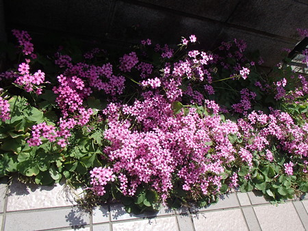 P5303764