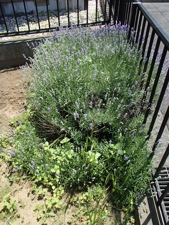 P6013771