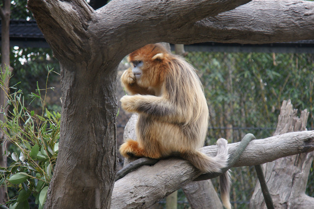 ズーラシア キンシコウ 写真共有サイト フォト蔵