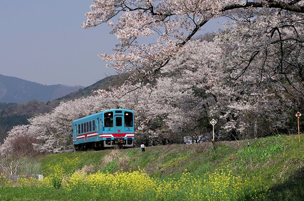 桜列車 樽見鉄道木知原駅 1 写真共有サイト フォト蔵