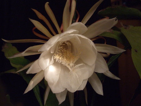 月下美人 今宵花開きます