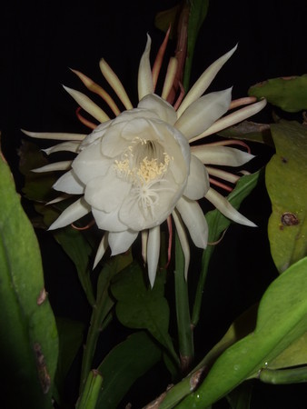 月下美人 今宵花開きます