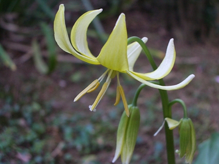カタクリの花♪