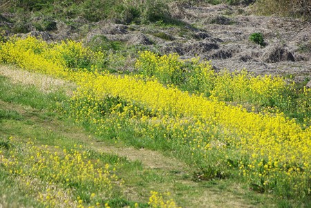 河川敷の菜の花
