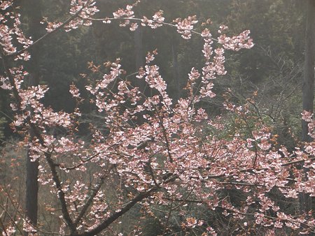 石山寺 026