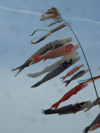鯉のぼり石川2014 004