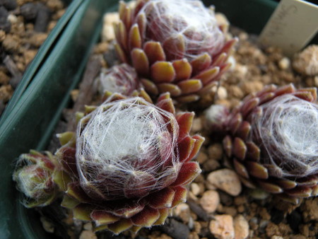 Sempervivum 'Smith's seedling'