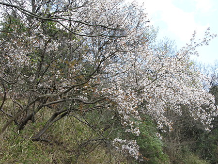 IMG_0108桜