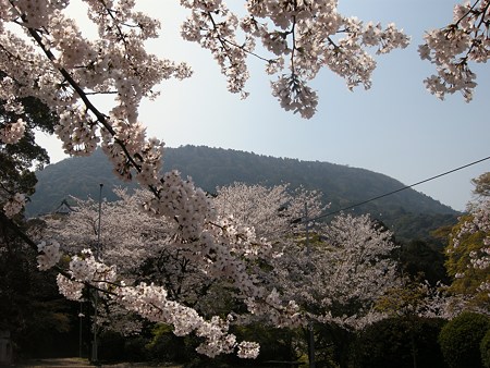 万だの桜