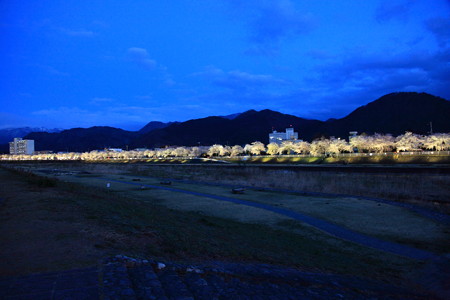馬見ヶ崎川桜ライン大渋滞