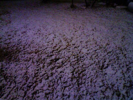090303-雪降ってます (2)