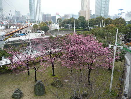 090401-MM21の桜 (6)