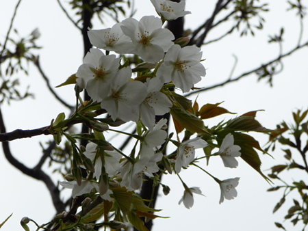 090401-MM21の桜 (5)