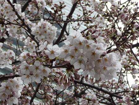 090401-MM21の桜 (1)