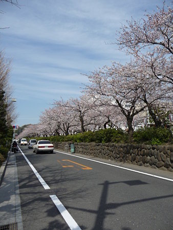 090403-段葛 (7)