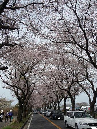 090404-両側並木 (8)