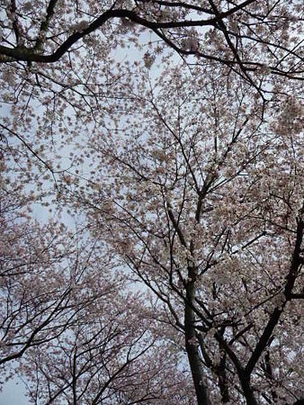 090404-北側入口 (15)