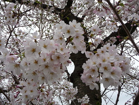090405-山北駅桜並木 (4)