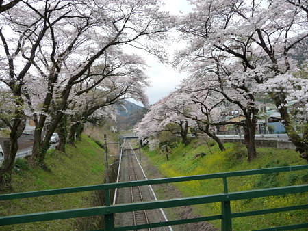 090405-御殿場線桜並木 (5)