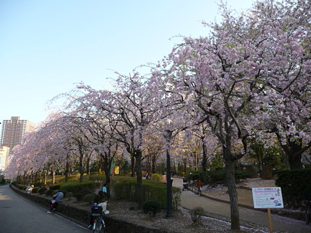 090409-川口駅の桜 (8)