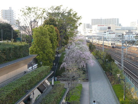 090409-川口駅の桜 (1)