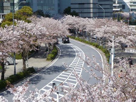 090409-MM21 さくら通り (2)
