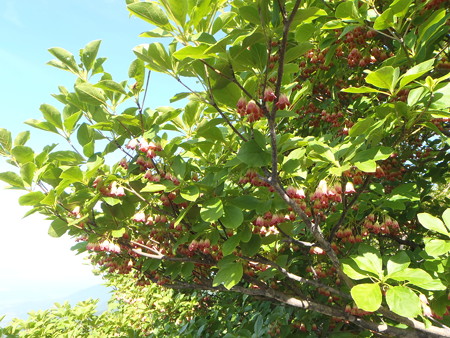 P6010023