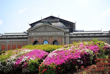 ツツジと京博特別展示館