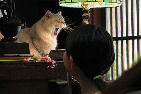 ならまち　ネコCafe