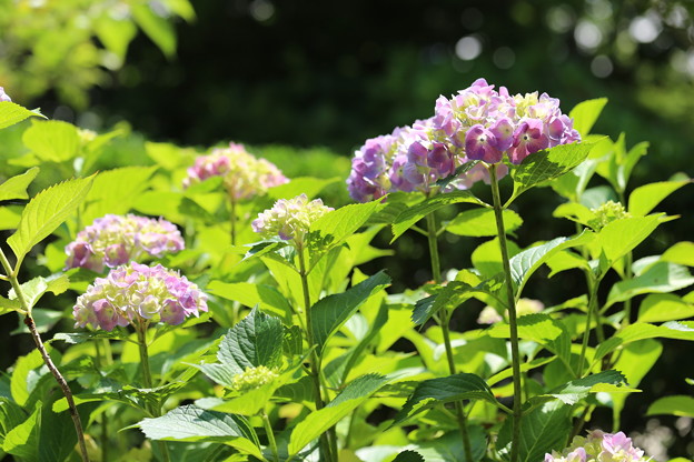 矢田寺の紫陽花