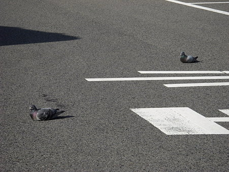 鳩・・・なぜ座る?