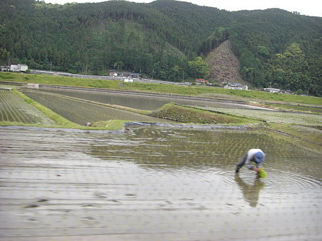 田植えもたけなわ